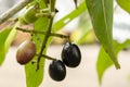 Ripe Jamun Fruits On Tree