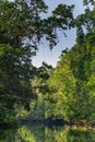 Small Branch of Daintree River in Rainforest, Queensland, Australia Royalty Free Stock Photo