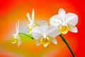 Close up of a small branch of miniature white phalaenopsis orchids on gradient background Royalty Free Stock Photo