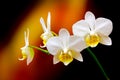 Branch of miniature white phalaenopsis orchids on dark background Royalty Free Stock Photo