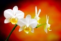 Close up of a small branch of miniature white phalaenopsis orchids on dark background Royalty Free Stock Photo