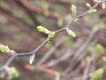 Spring buds Royalty Free Stock Photo