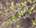 Leaf buds Royalty Free Stock Photo