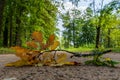 A small branch that has fallen in the middle of the countryside road