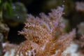 Branch of Kenya tree coral colony, tiny polyp in strong current, coralline sponge grow on glass, healthy animals in nano reef