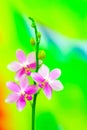 Graceful branch of purple orchid flowers on soft abstract background