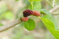 Ripe And Unripe Mulberry On Branch Royalty Free Stock Photo