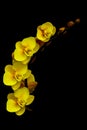 Mini phalaenopsis pale yellow orchids against black background Royalty Free Stock Photo