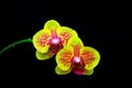 Phalaenopsis bright yellow orchids against black background Royalty Free Stock Photo