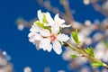 Small bunch of white spring blossom