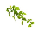 Small branch with young green spring leaves isolated on white background. Spiraea vanhouttei. Selective focus Royalty Free Stock Photo