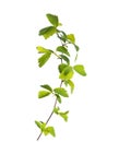 Small branch with young green spring leaves isolated on white background. Spiraea vanhouttei. Selective focus Royalty Free Stock Photo