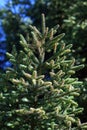 Small branches of Christmas spruce in backlight Royalty Free Stock Photo