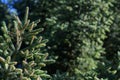 Small branches of Christmas spruce in backlight Royalty Free Stock Photo