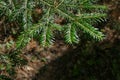 Small branches of Christmas spruce in backlight Royalty Free Stock Photo