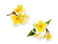 Small branches with flowers of tropical tree frangipani or plumeria isolated on white background Royalty Free Stock Photo