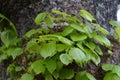 Small Branches Grown Out Of Tree