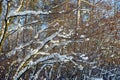 Winter forest with branches and trees under the snow Royalty Free Stock Photo