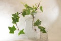 A small branchs of ivy in a jar of water Royalty Free Stock Photo