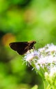 Small Branded Swift Butterfly or Pelopidas Mathias or Lesser Millet Skipper having sweet nectar on a flower. Macro butterflies.
