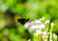 Small Branded Swift Butterfly or Pelopidas Mathias or Lesser Millet Skipper having sweet nectar on a flower. Macro butterflies.