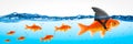 Small Brave Goldfish Leader Royalty Free Stock Photo