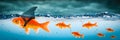 Small Brave Goldfish Leader Royalty Free Stock Photo