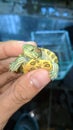 this is a small brazil turtle cub that I am holding in my hand Royalty Free Stock Photo