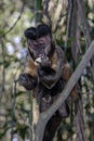 A small brazilian monkey eating a banana