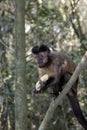 A small brazilian monkey eating a banana