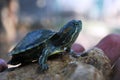 small brazilian turtles on the rock