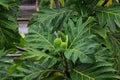 Small Breadfruit and Male flower on a Breadfruit Tree