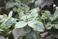 small breed of almond fruit on tree