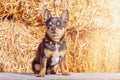 A small breed dog on a background of straw. Portrait of a tricolor chihuahua. A pet, an animal