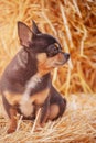 Purebred dog chihuahua tricolor profile. A small breed dog on a background of straw