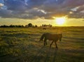 Small breed of horses on pasture at sunset Royalty Free Stock Photo