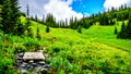 Small bridge over a creek on a hike through Alpine Meadows full of colorful Wildflowers to Tod Mountain Royalty Free Stock Photo