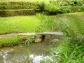 Small stone bridge over stream garden closeup Royalty Free Stock Photo