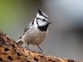 Bridled Titmouse