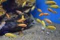 Small bright African fish Labidochromis Royalty Free Stock Photo