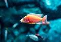 Small bright African fish Labidochromis caeruleus. Royalty Free Stock Photo