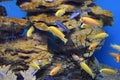 Small bright African fish Labidochromis caeruleus