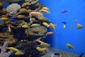 Small bright African fish Labidochromis caeruleus Royalty Free Stock Photo