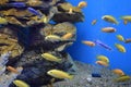 Small bright African fish Labidochromis caeruleus Royalty Free Stock Photo
