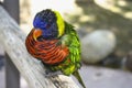 The Rainbow Parrot Green-naped lorikeet Royalty Free Stock Photo