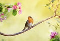 bright bird Robin sits on an Apple tree branch with pink flowers in Sunny may spring garden Royalty Free Stock Photo