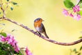 small bird Robin sits on an Apple tree branch with pink flowers in Sunny may spring garden Royalty Free Stock Photo