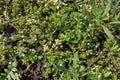 Small bright blue flowers of veronica polita Royalty Free Stock Photo