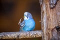 Small bright blue parrot bird sitting on tree branch on blurred copy space background. Keeping pets at home concept Royalty Free Stock Photo