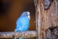 Small bright blue parrot bird sitting on tree branch on blurred copy space background. Keeping pets at home concept Royalty Free Stock Photo